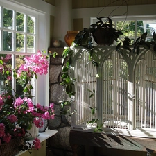 geraniums, veranda, windows