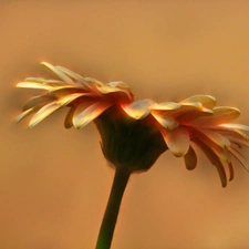 flakes, Colourfull Flowers, Gerber