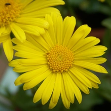 Yellow, Colourfull Flowers, Gerber, spring