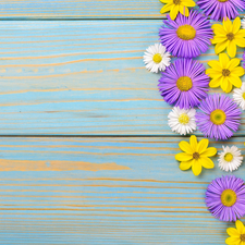 daisies, Astra, boarding, Gerbera