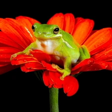 Gerbera, Green, frog