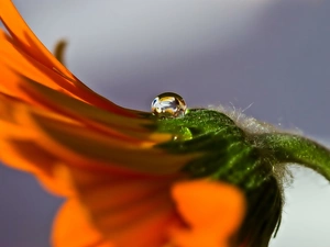Orange, drop, Close, Gerbera