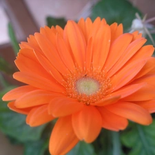 Orange, Gerbera