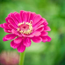 Pink, zinnia