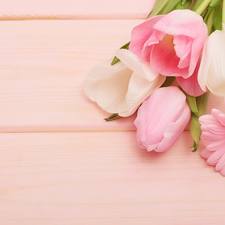 Tulips, Pink, background, Gerbera
