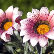 Gerbera