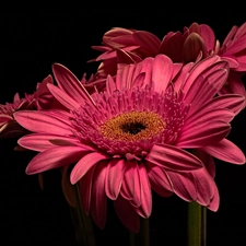 Flowers, Black, background, gerberas