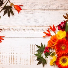 Flowers, composition, boarding, gerberas