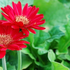 Red, gerberas