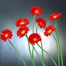 Red, gerberas