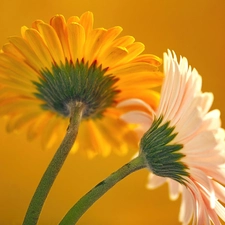 Two, gerberas