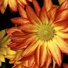 gerberas