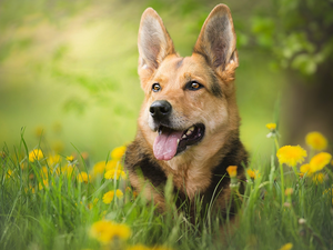 Meadow, Common Dandelion, German Shepherd, muzzle, dog
