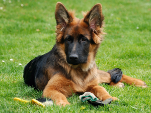 dog, German Shepherd, grass, Puppy