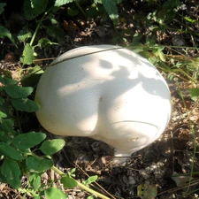 White, fuzz-ball, Giant, Mushrooms