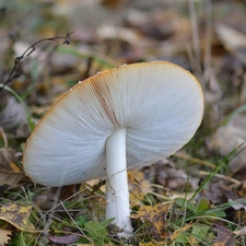 hat, Red toadstool, Gills