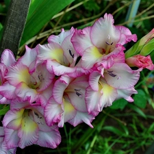 Flowers, gladiolus