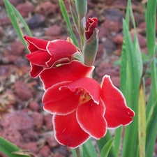 Red, gladiolus