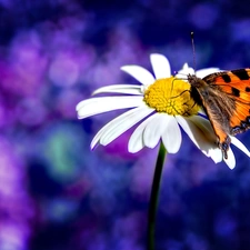 glamour, Daisy, butterfly