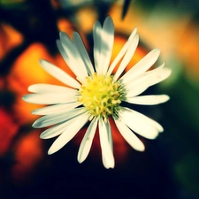 White, daisy, glamour, Flower