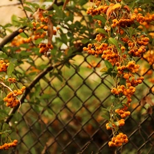 glimmer, scarlet, Orange, Fruits, Bush