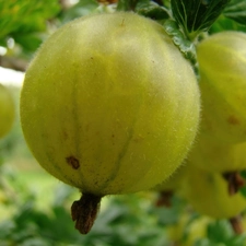 gooseberry, Fruits, ripe