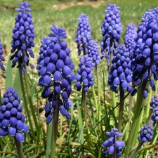 Armenian grape hyacinth