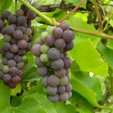 Grapes, maturing, dark