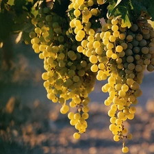 Grapes