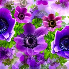 graphics, Flowers, Anemones