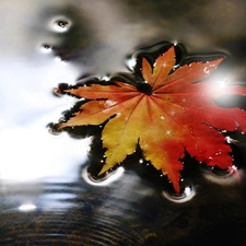 color, water, graphics, leaf