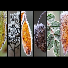 different, Leaf, graphics, frozen