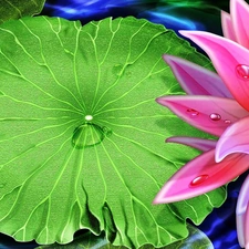 Lily, Leaf, graphics, green ones