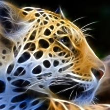 Leopards, graphics