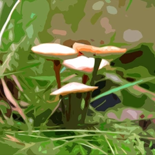 mushroom, graphics