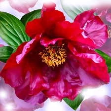 peony, graphics, Peonies, developed, Flowers