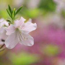 graphics, Pink, rhododendron