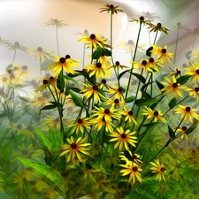 graphics, Flowers, Rudbeckia