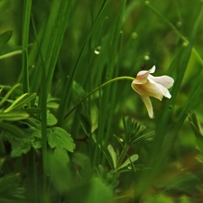 anemone, Colourfull Flowers, grass, White