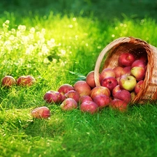 grass, apples, basket