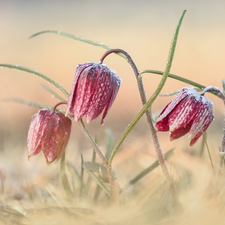 Flowers, grass, blur, Fritillaria meleagris