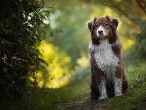 dog, grass, Bush, Australian Shepherd