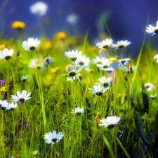 Meadow, daisy