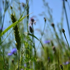 cereals, grass