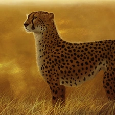 Cheetah, grass