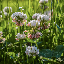 grass, White, clover