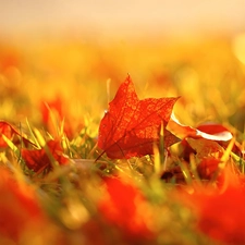 color, autumn, grass, Leaf