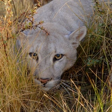 grass, lurking, cougar