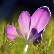 grass, Violet, crocus