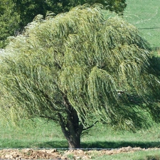 grass, Willow, Crying